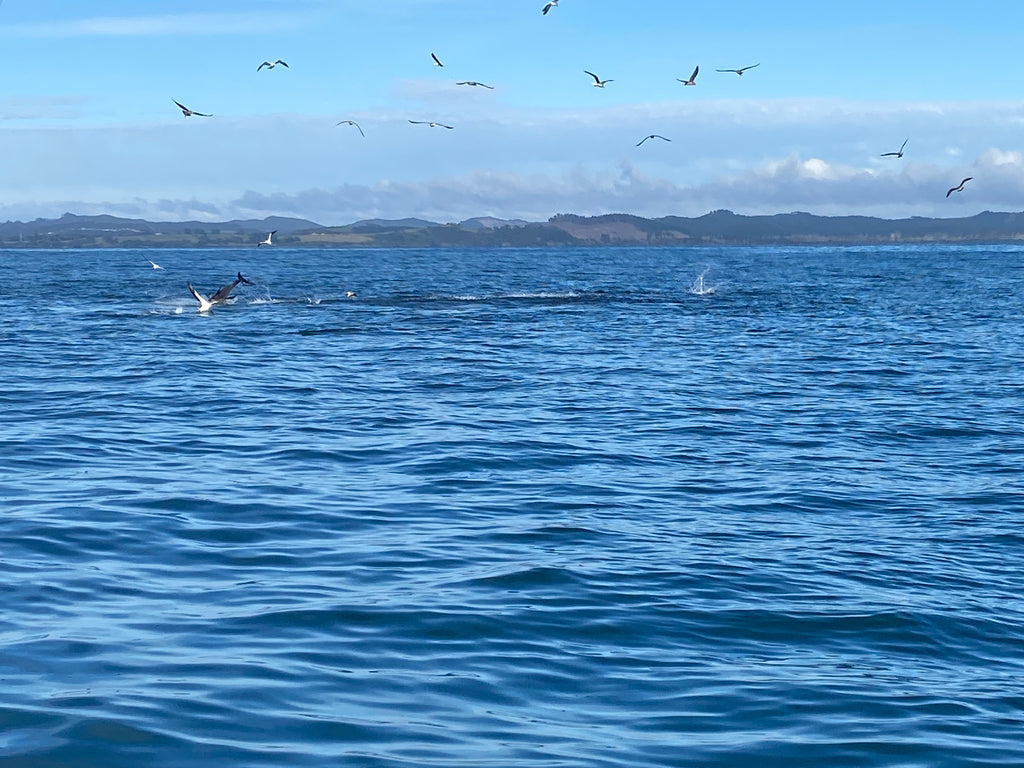 Bay of Islands Fishing Report 5Sep24